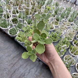 Sen đá thơm. Nhất mạt hương