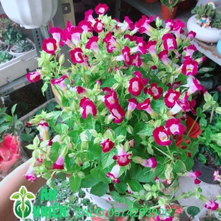Chậu hoa ban sê hồng đậm