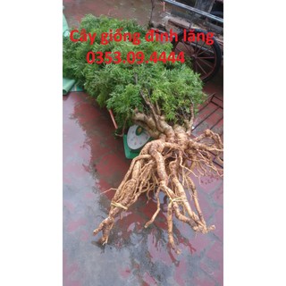 Combo 2 Đinh Lăng Nếp Chuẩn ĐH Nông Nghiệp 1