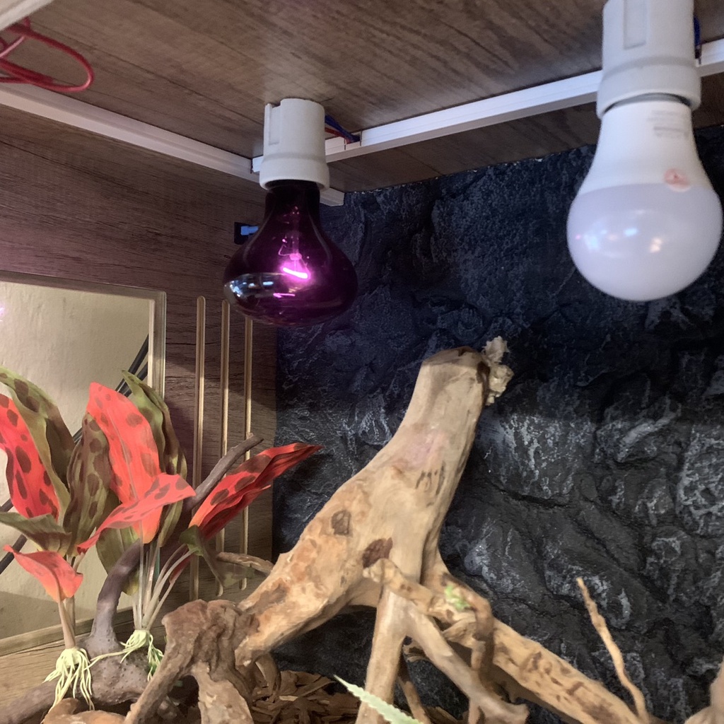 Đèn sưởi đêm dành cho thú cưng bò sát | Vietpetgarden
