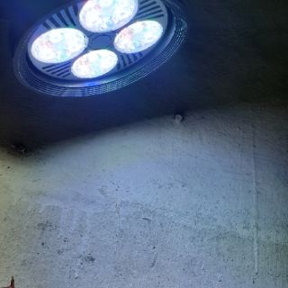 [đèn led trồng cây] đèn quang phổ cho cây sinh trưởng
