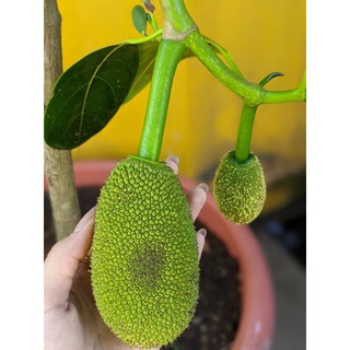 Cây 🌲 Mít Thái  1m6...đang trái