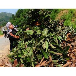 Tinh Dầu Lá Quế Nguyên Chất Tự Nhiên 100%