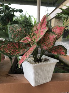 Chậu vuông mây trắng