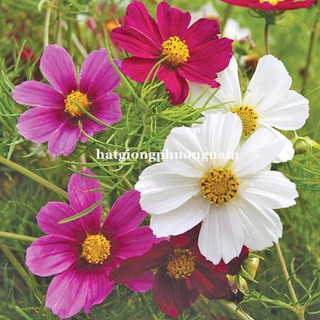 10h - HẠT GIỐNG HOA CÁNH BƯỚM MIX