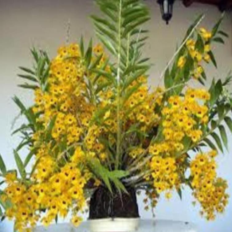 1 bó phong lan phi điệp vàng rừng tây Bắc hàng hoa đẹp loài lan đẹp rực rỡ + Tặng 02 cây nhót ngọt