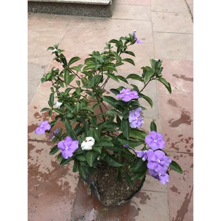 cây nhài nhật cao 45cm