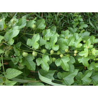 500 gam dây nhãn lòng - lạc tiên phơi khô