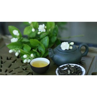 Cây hoa nhài thơm đã sẵn hoa