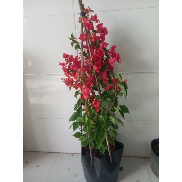 Cây hoa giấy đỏ thái siêu hoa