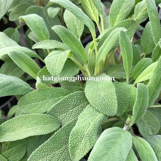 20H - HẠT GIỐNG XÔ THƠM