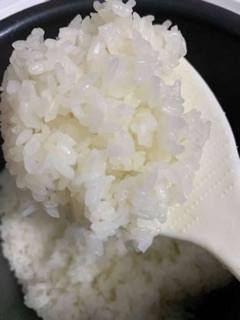 GẠO NHẬT JAPONICA
