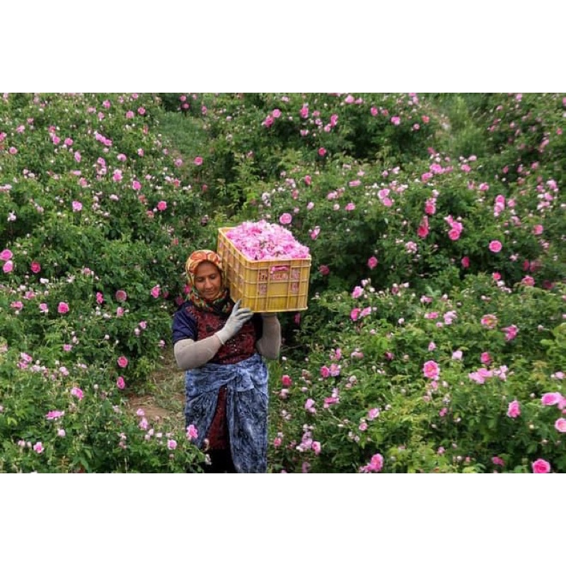 Nước hoa hồng cao cấp hữu cơ Thổ Nhĩ Kỳ Rosa Damascena