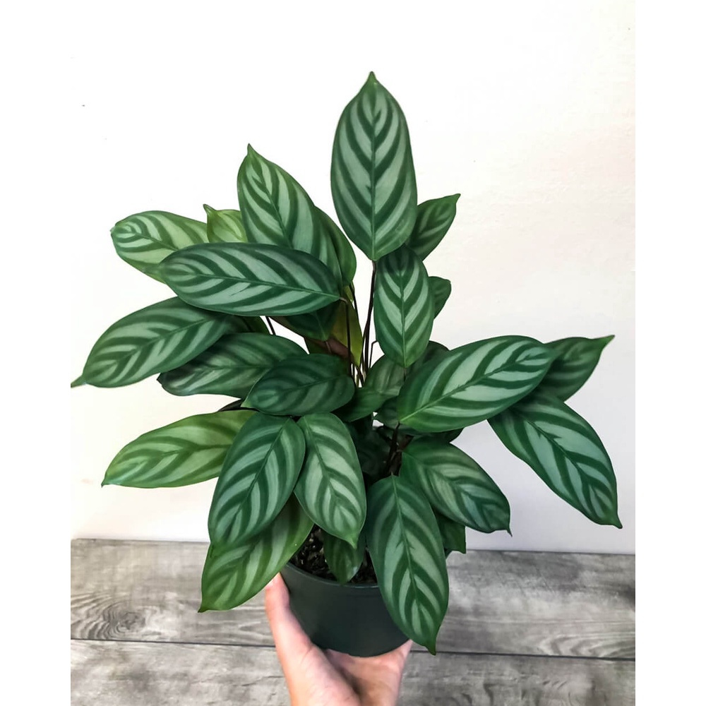 Cây Calathea setosa (Ngân Vũ Trúc Vu, Công Setosa, Đuôi Công Setosa) chậu nhựa