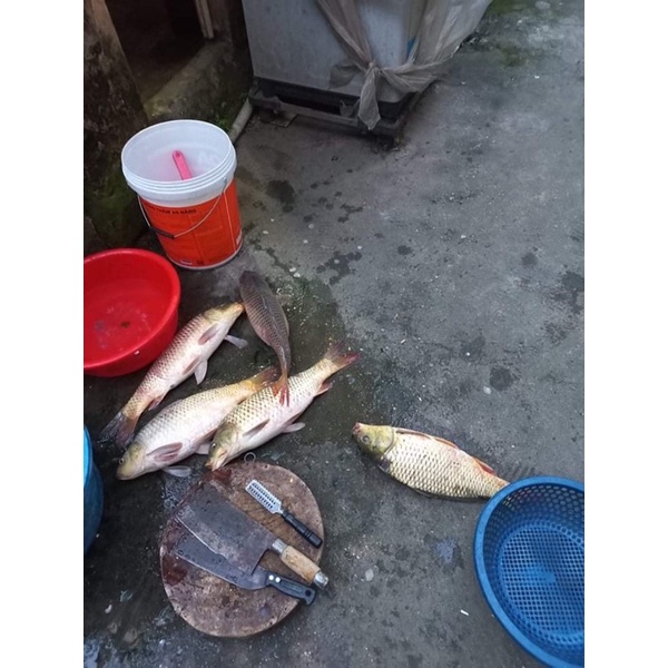 Nước xanh HT - Nước xanh ủ ngô siêu nhạy câu trắm trôi chép