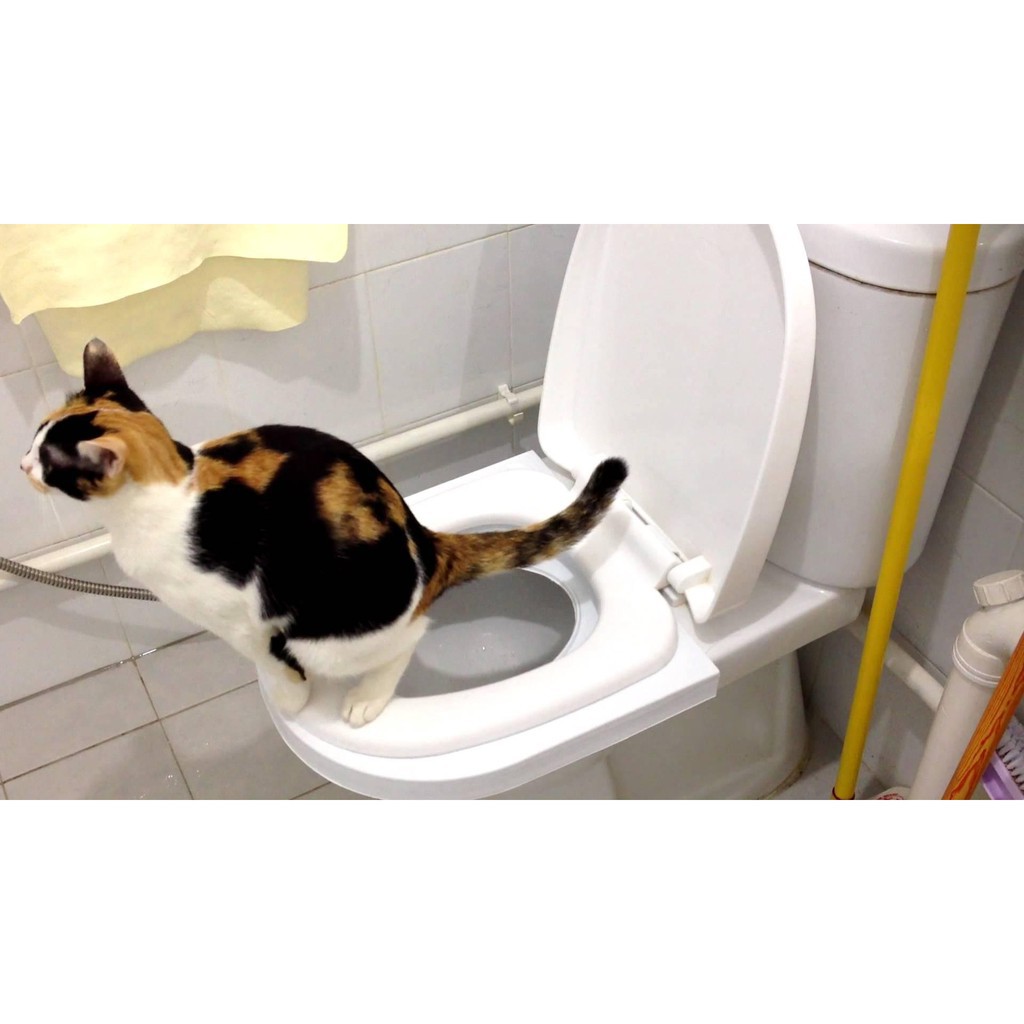 Bộ dạy mèo đi vệ sinh bồn cầu (LOẠI CÓ HỘP GIẤY) nắp bồn cầu hướng dẫn cho mèo, huấn luyện mèo đi vệ sinh đúng chỗ WC