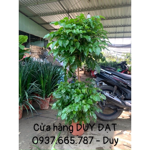 Cây HẠNH PHÚC 2 TẦNG cao 1m5 - hình thật tự chụp