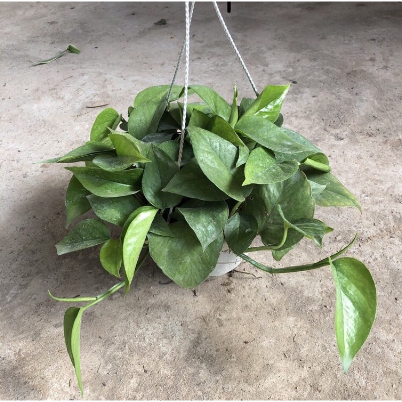 Cây vạn niên thanh (trầu bà leo) chậu treo, đường kính chậu 15-20cm giúp thanh lọc không khí sức sống tốt, dễ chăm sóc