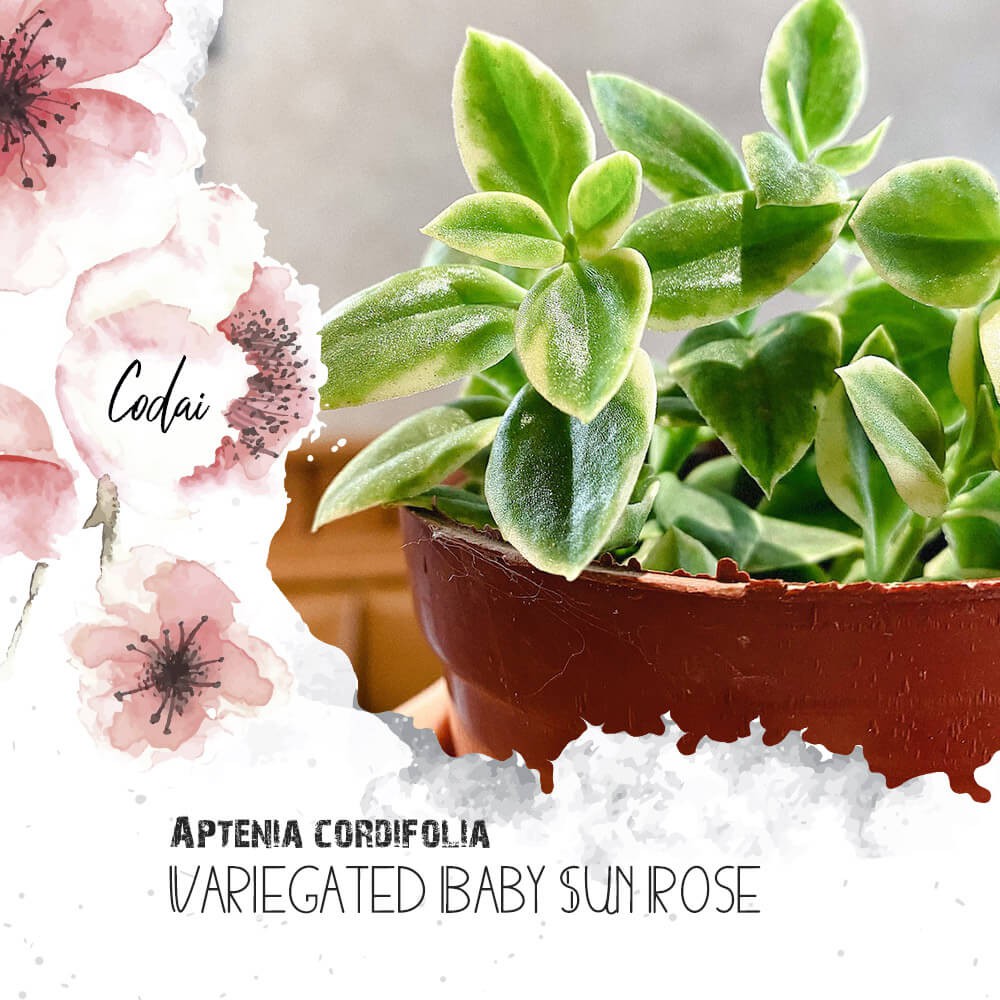 Cây Aptenia cordifolia Variegated Baby Sun Rose (Cây Babysun Rose) (Chậu Nhựa 10cm x 10cm)