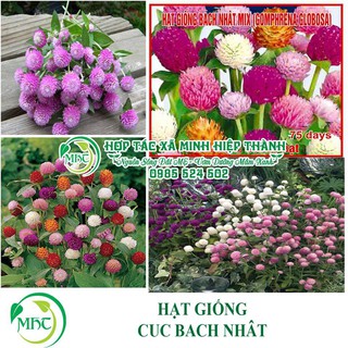 Sale off Hạt giống hoa cúc bách nhật cực đẹp.