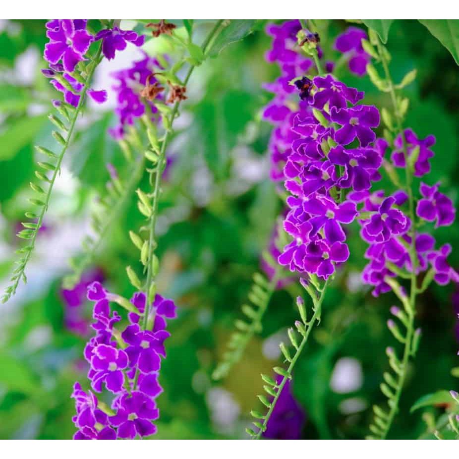 Hoa Leo Chuỗi Ngọc Tím