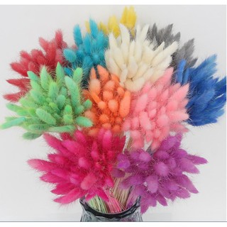 50 nhánh Bó cỏ đuôi thỏ - cỏ thật phơi khô ( nhiều màu )