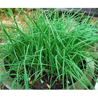 Hạt giống hẹ ta(10G)