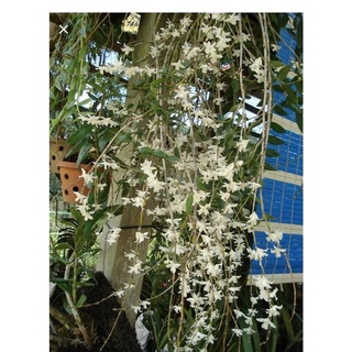 hoa lan bạch câu(1khóm 2-3thân)