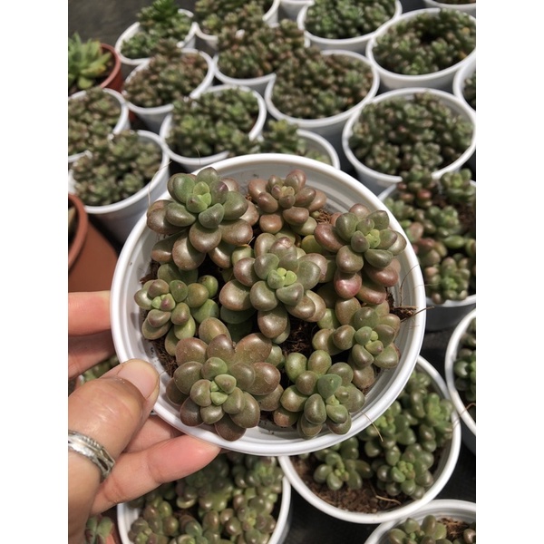 Sen đá Sedum Kẹo 11cm
