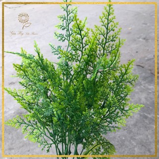 Cỏ nhựa_ Bụi cỏ điểm lá tùng _ Hoa vải Gia Hy
