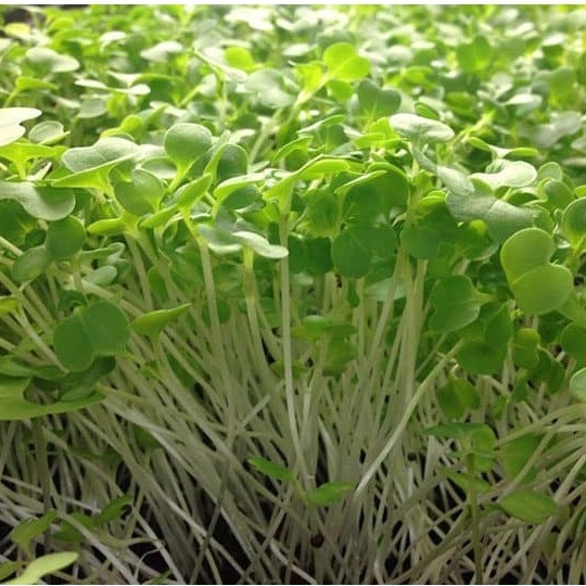 Hạt Giống Rau Cải Mầm Đà Lạt