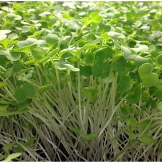Hạt giống rau cải mầm đà lạt