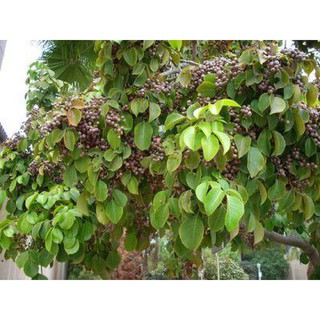 cây nhội giống (cây cơm nguội vàng giống)