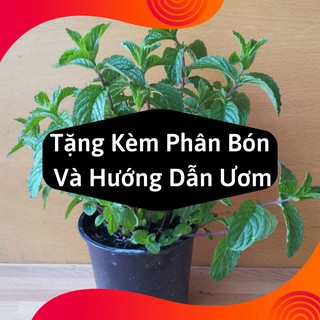 Combo 2 Gói Hạt Giống Cây Bạc Hà