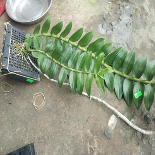 bảng nhựa ghép lan