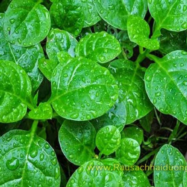 Hạt giống rau mùng tơi