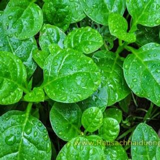 Hạt giống rau mùng tơi