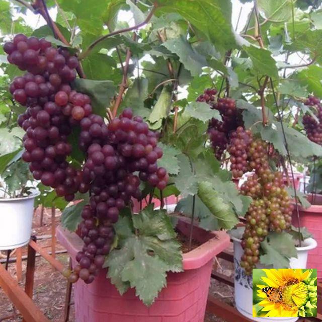 Gói 10 Hạt giống Nho pháp