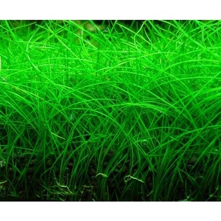 Hạt Giống cây  thủy sinh Cỏ Ngưu Mao Chiên lùn xòe vị trí trồng trải nền