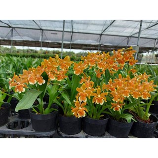 Lan vũ nữ năm mới màu cam