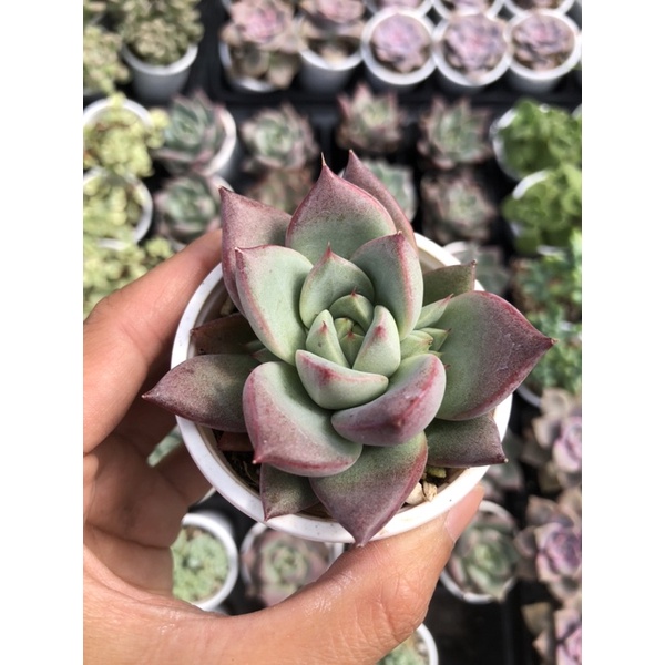 Sen Đá Mận Đỏ Size Bầu 5cm Hư 1 Đổi 1