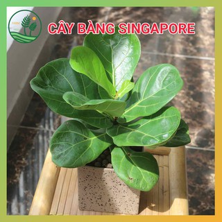 Cây Bàng Singapore Để Bàn - Cao 30cm
