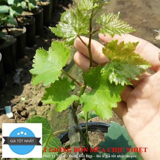Hạt giống Nho pháp (10 hạt)