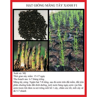 30 hạt- hạt giống măng tây xanh F1