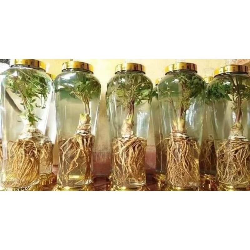 Sâm đương quy tươi 1 củ