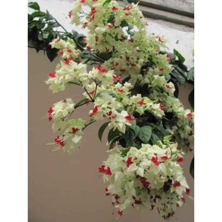 3 cây giống hoa ngọc nữ nở quanh năm - Hoa siêu đẹp siêu bền