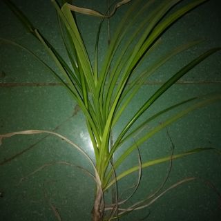 Cây lá nếp,lá dứa ,( 5 cây /30,k)