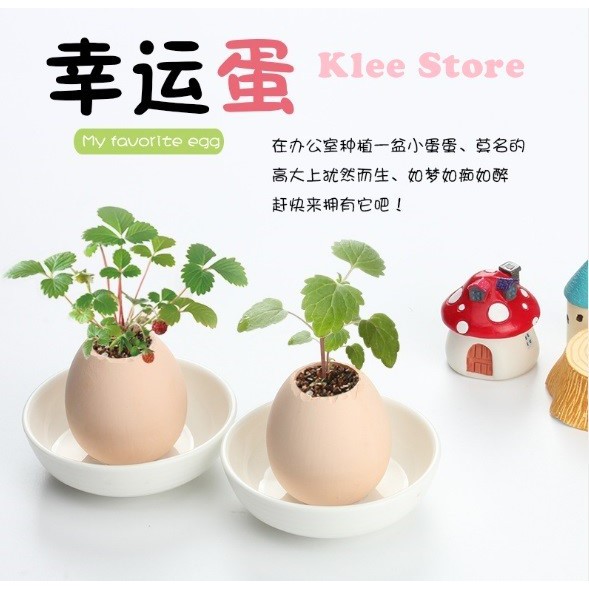 Cây xanh may mắn mọc từ vỏ trứng Eggling Egg | BigBuy360 - bigbuy360.vn
