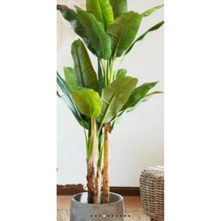 Cây Chuối Cảnh giả giống thật cao 1m6(Kèm Chậu )