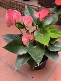 Hồng môn đỏ( chậu nhựa)